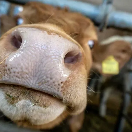 Apartamento Stubaier Bauern Telfes im Stubai