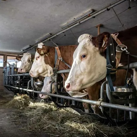 Stubaier Bauern * Telfes im Stubai
