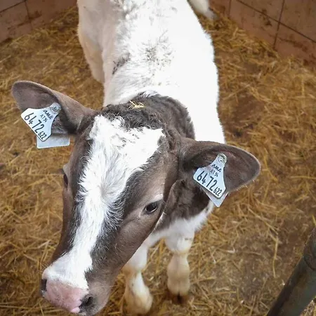 Stubaier Bauern * Telfes im Stubai