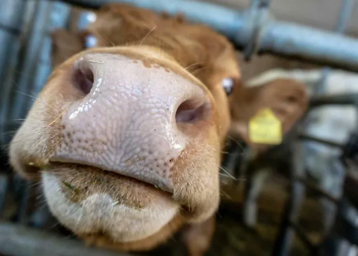 Daire Stubaier Bauern Telfes im Stubai