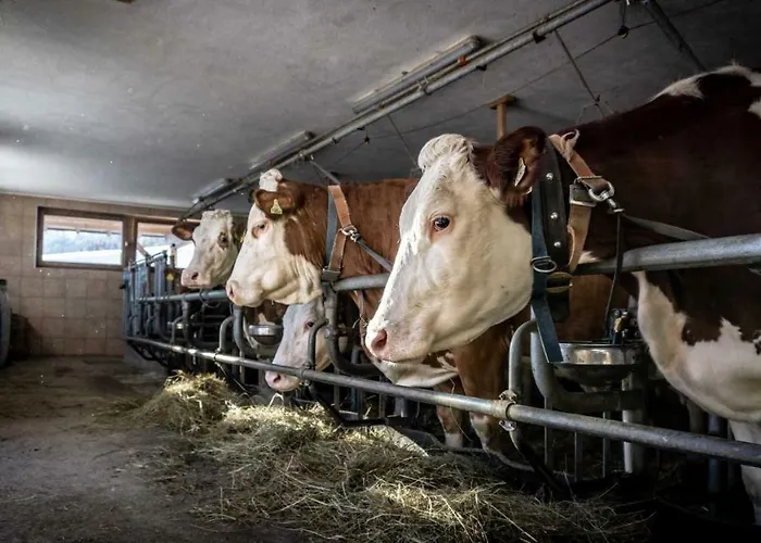 Stubaier Bauern * Telfes im Stubai