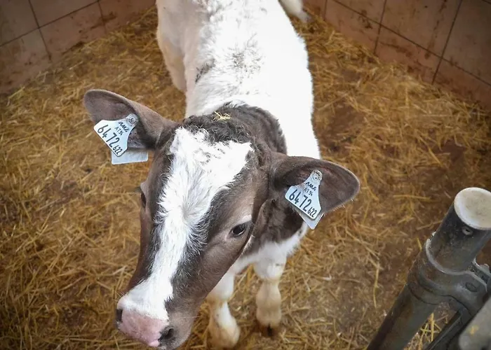 Stubaier Bauern * Telfes im Stubai