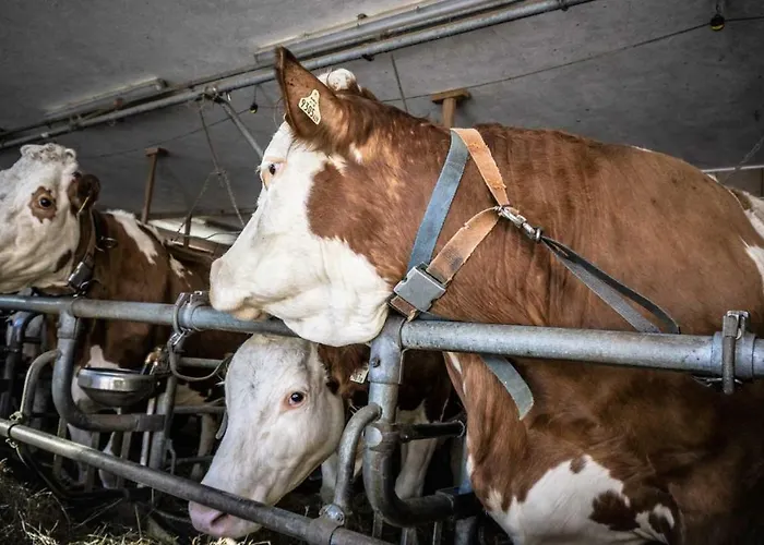 Daire Stubaier Bauern Telfes im Stubai